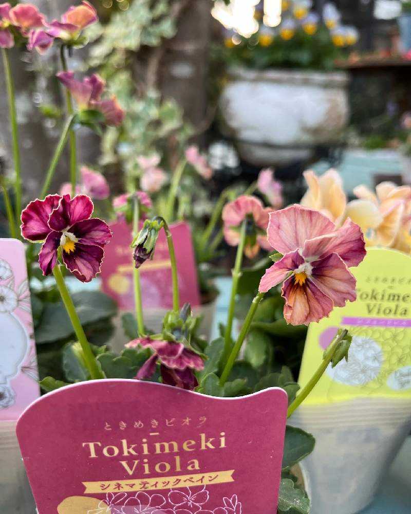 おかーしゃお迎えビオラ2023&2024Part❷No.26〜50｜🍀GreenSnap