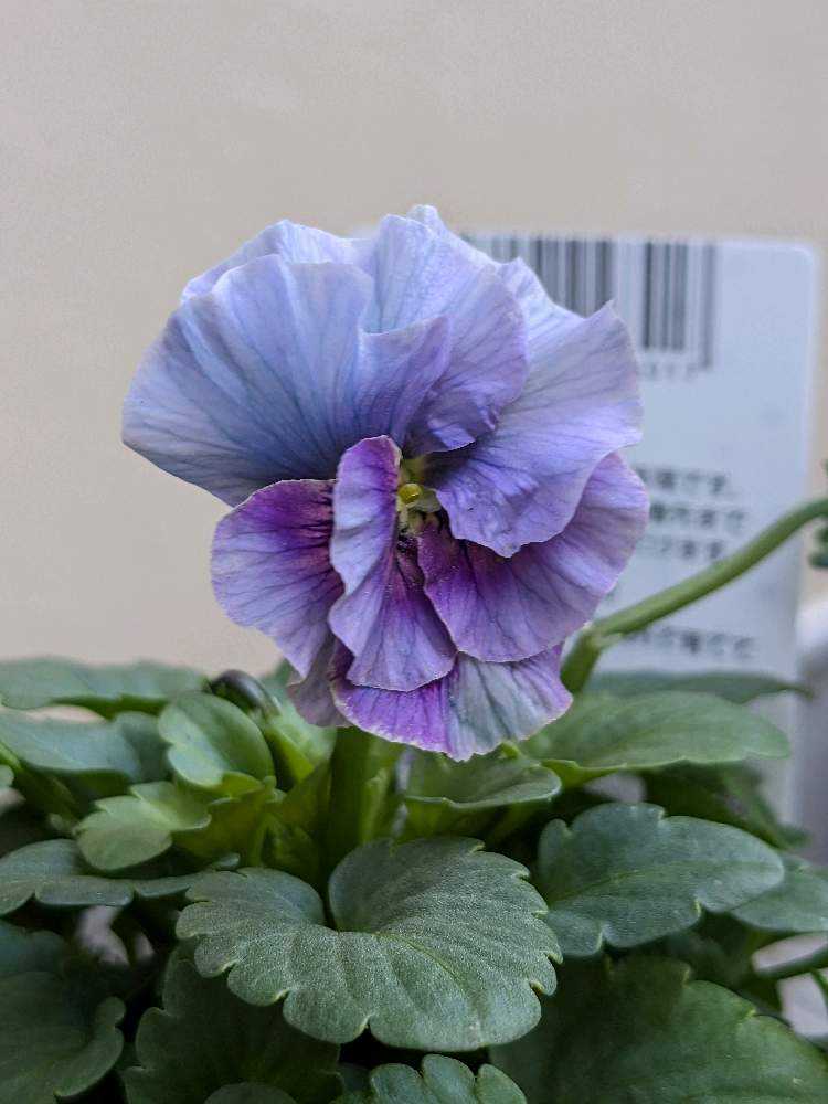 ウーゲデールのビオラ・パンジーカタログ🎶パート3