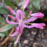 ネリネ,ハイビスカス,白菜,ステンドグラス✨,花のある暮らしの画像
