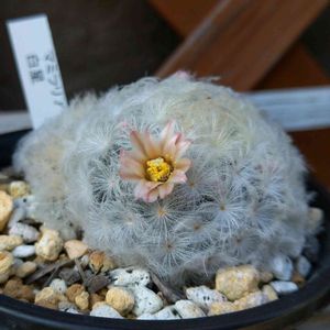 サボテンの花,マミラリア属,さぼてんの画像