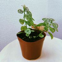 ヒポエステス,ヒポエステス ホワイト,観葉植物,成長記録,福岡の画像