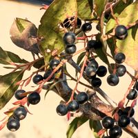 シャシャンボ,黒い実,岐阜県,季節を楽しむ,在来種の画像