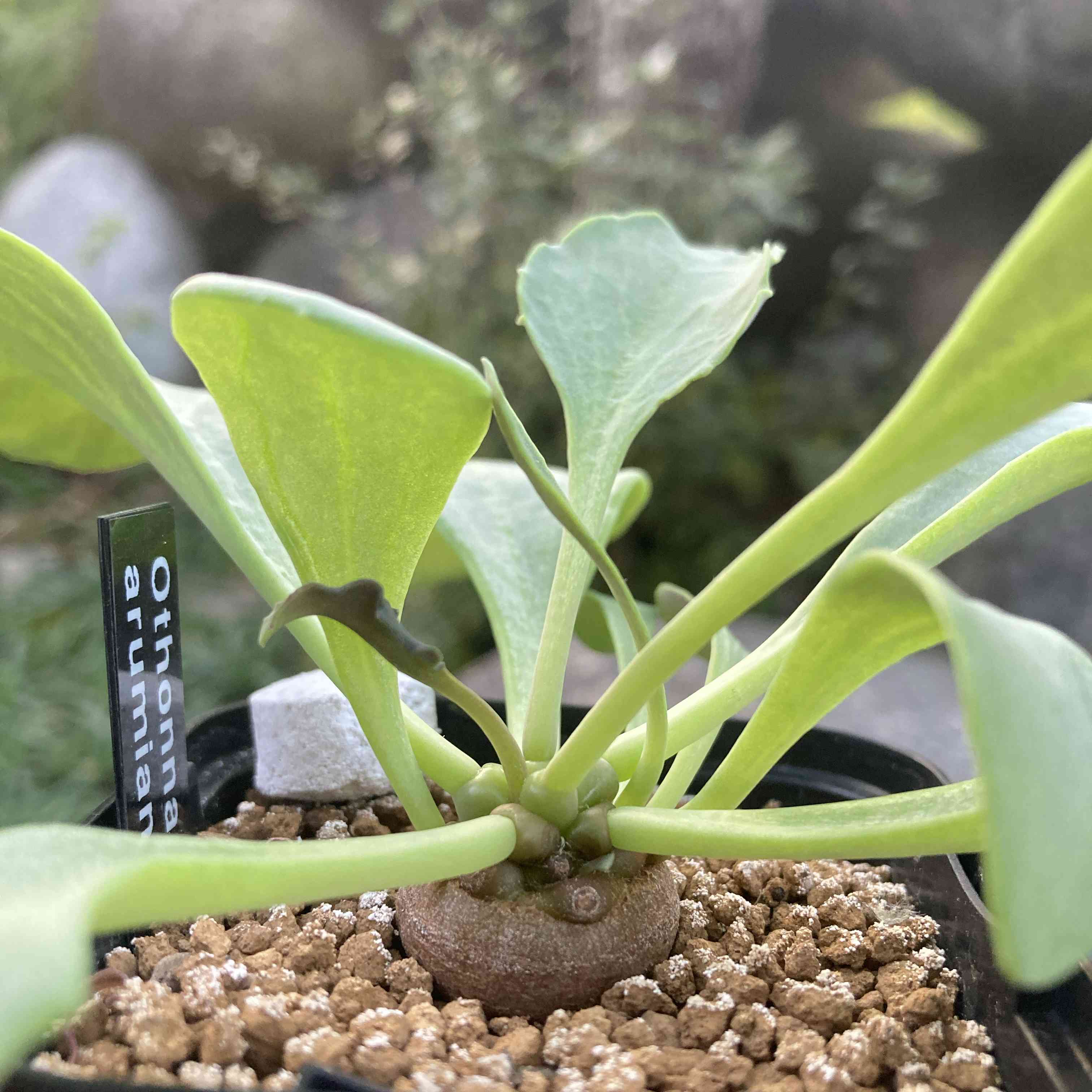 オトンナ・アルミアナの一覧｜🍀GreenSnap（グリーンスナップ）