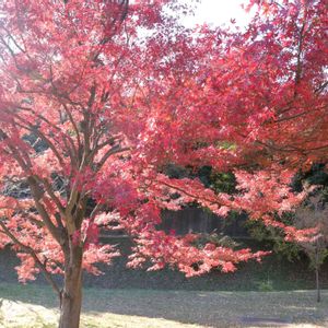 カエデ,散歩,庭園,もみじ紅葉,お出かけ先の画像