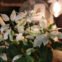 プリンセチア,プリンセチア,クリスマス,植物のある暮らし,ポインセチア 短日処理の画像
