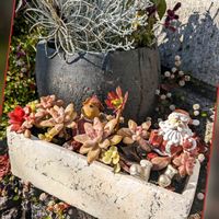 ヒメツルソバ,多肉,プラチーナ,クリスマス,地植えの画像