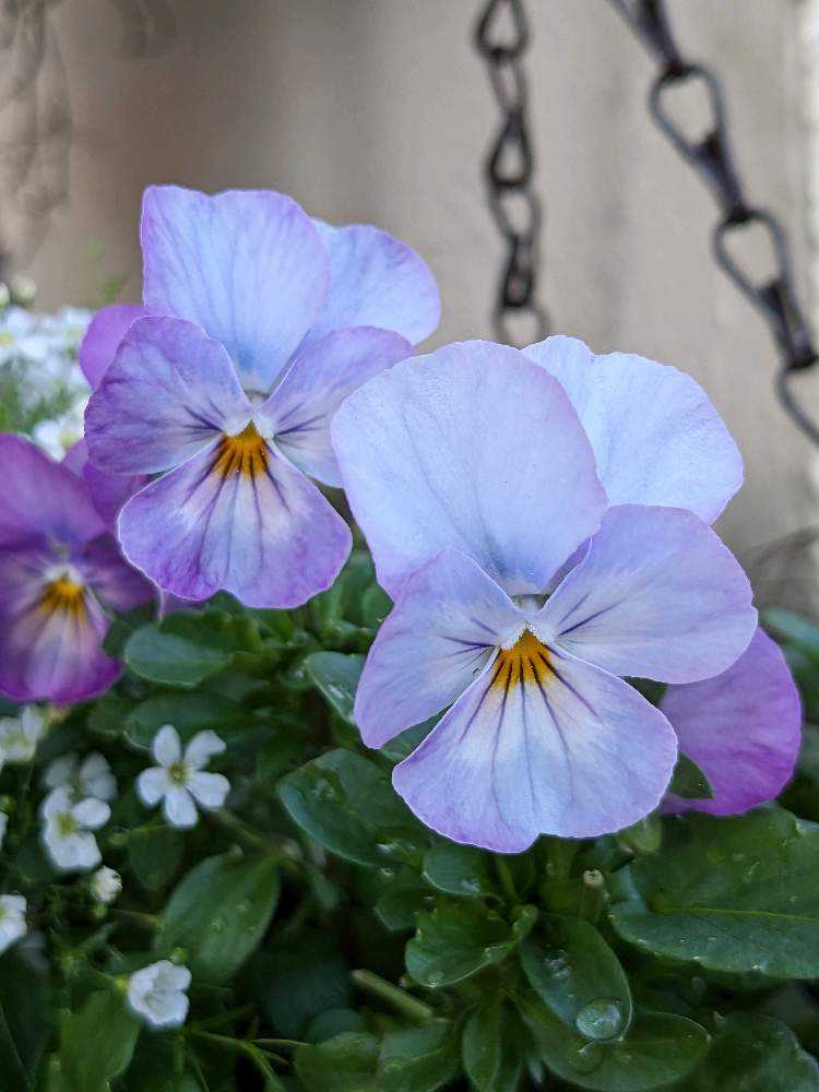 ウーゲデールのビオラ・パンジーカタログ🎶パート3