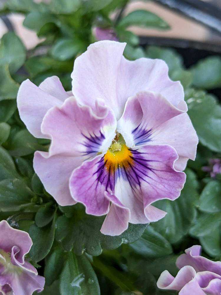 ウーゲデールのビオラ・パンジーカタログ🎶パート3