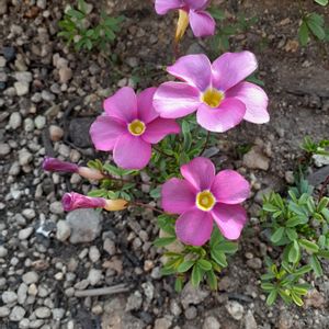 オキザリス　桃の輝き,ピンク,植えっぱなし,ちっちゃなお花,日当たり良好の画像