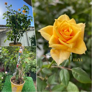 バラ,バラの挿し木2021,鉢の名前は「こかろ」,バラ 鉢植え,葉っぱのある暮らしの画像