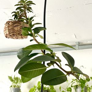 ポトス,フランスゴムの木,フィカス・ルビキノーサ,ハンキング,観葉植物の画像