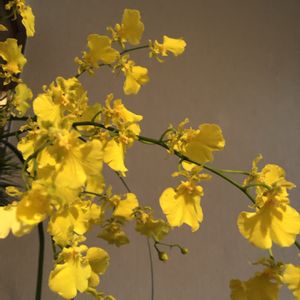 ミスカンサス,オンシジュウム,黄色い花,階段/廊下の画像