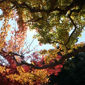 カエデ,散歩,庭園,もみじ紅葉,お出かけ先の画像