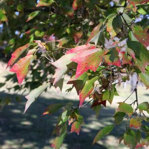 カエデ,散歩,庭園,もみじ紅葉,お出かけ先の画像