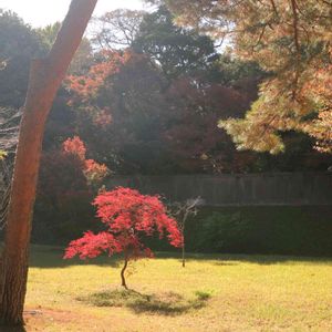 カエデ,散歩,庭園,もみじ紅葉,お出かけ先の画像