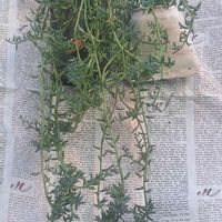 ドルフィンネックレス,トトの日,自分らしくね,あ・り・が・と・う,多肉Aの画像