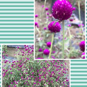 千日紅❁,センニチコウ♡,センニチコウ(千日紅),家庭菜園奮闘日記,老後の楽しみの画像