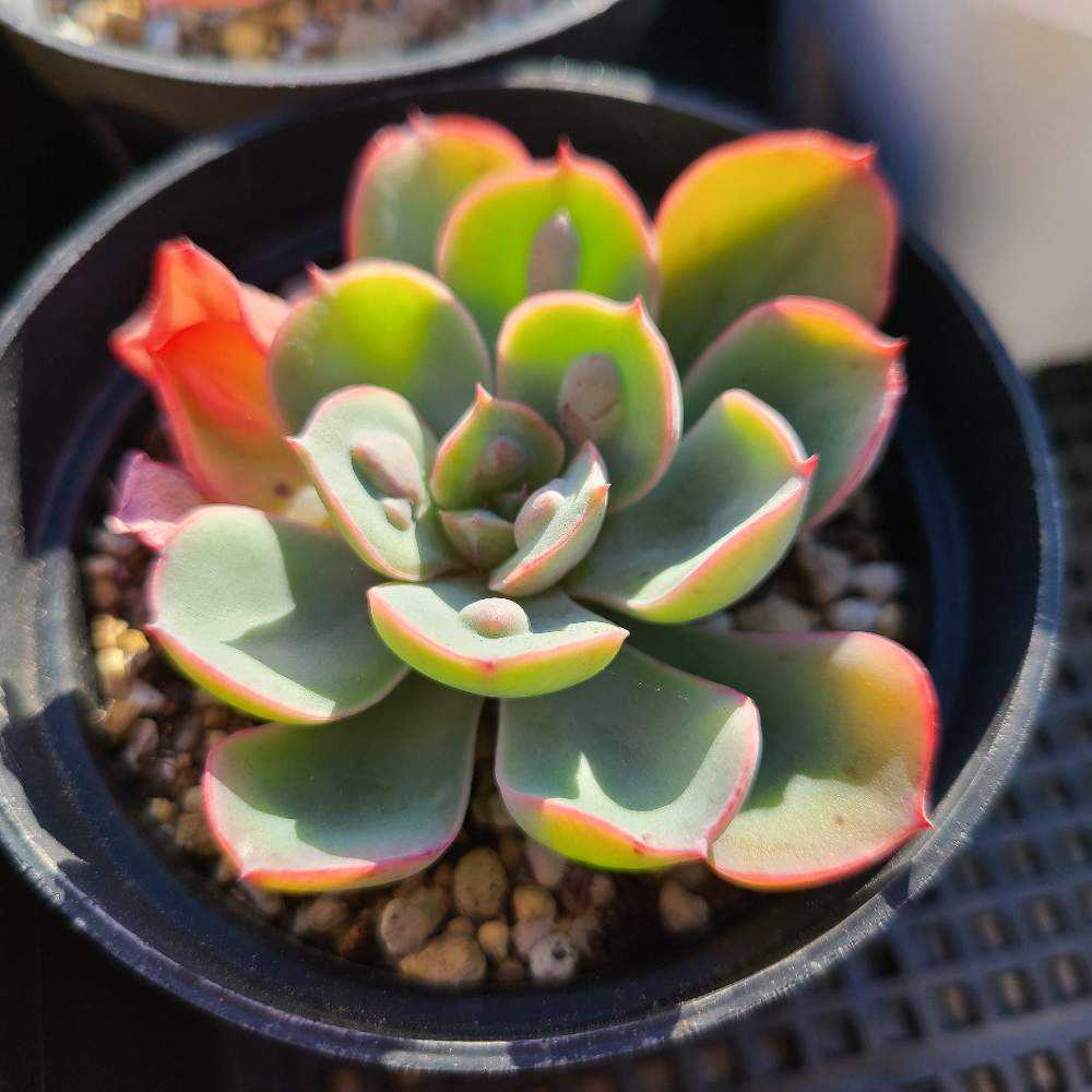 レインドロップス　抜き苗　1ポット　ゆうパケットプラス発送　多肉植物 レインドロップス 抜き苗 1ポット ゆうパケットプラス発送 多肉植物