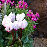 リナリア,ガーデンシクラメン,寄せ植え,ガーデニングの画像