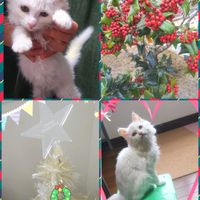 クリスマスホーリー,クリスマスホーリー,ネコ好き,花のある暮らし,たのしみ♡の画像