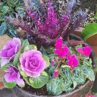 ハボタン,ガーデンシクラメン,ハボタン 光子プレミアム,濃桃色の花,GS鹿児島の画像