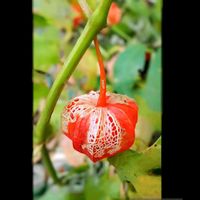 ホオズキ,祈り,お家園芸,*ファーム,*鬼灯花の画像