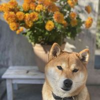 シバイヌ,クリサンセマム　マウントオービスク,クリサンセマム　マウントオービスク,鉢植え,開花の画像