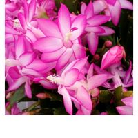 シャコバサボテン,花のある暮らしの画像