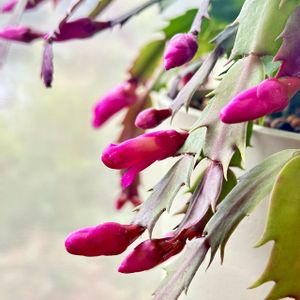 シャコバサボテン,多肉植物,サボテン科,ピンク色の花,やっとの画像