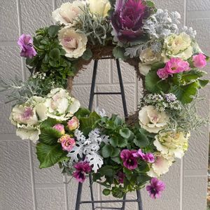 シロタエギク,ハボタン,葉牡丹,ジュリアン,葉牡丹ベイビーチュールの画像