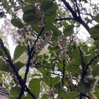 地植え,開花,白い花,犬とお散歩,緑が好きの画像