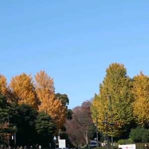 カエデ,散歩,庭園,もみじ紅葉,お出かけ先の画像