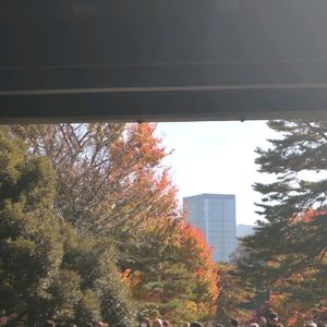 カエデ,散歩,庭園,もみじ紅葉,お出かけ先の画像