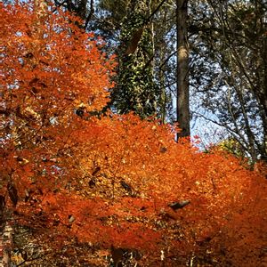 ドウダンツツジ,紅葉,秋の風景,植栽の画像