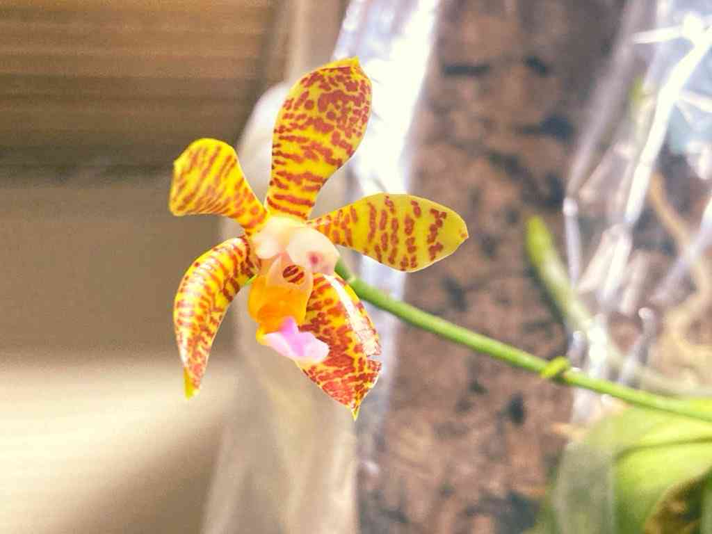 Phal.fasciataの一覧｜🍀GreenSnap（グリーンスナップ）