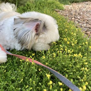 メカルドニアゴールドダスト,グランドカバー,小花,花のある暮らし,癒し…♡の画像