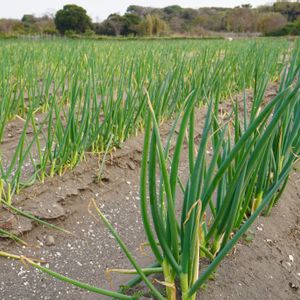 ネギ,白い花,多年草,緑のある暮らし,お野菜の画像