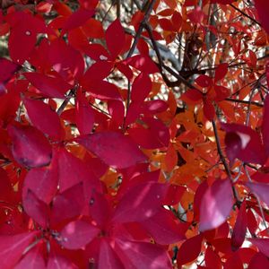 ドウダンツツジ,紅葉（こうよう）,秋の風景,植栽,真っ赤な火曜日の画像