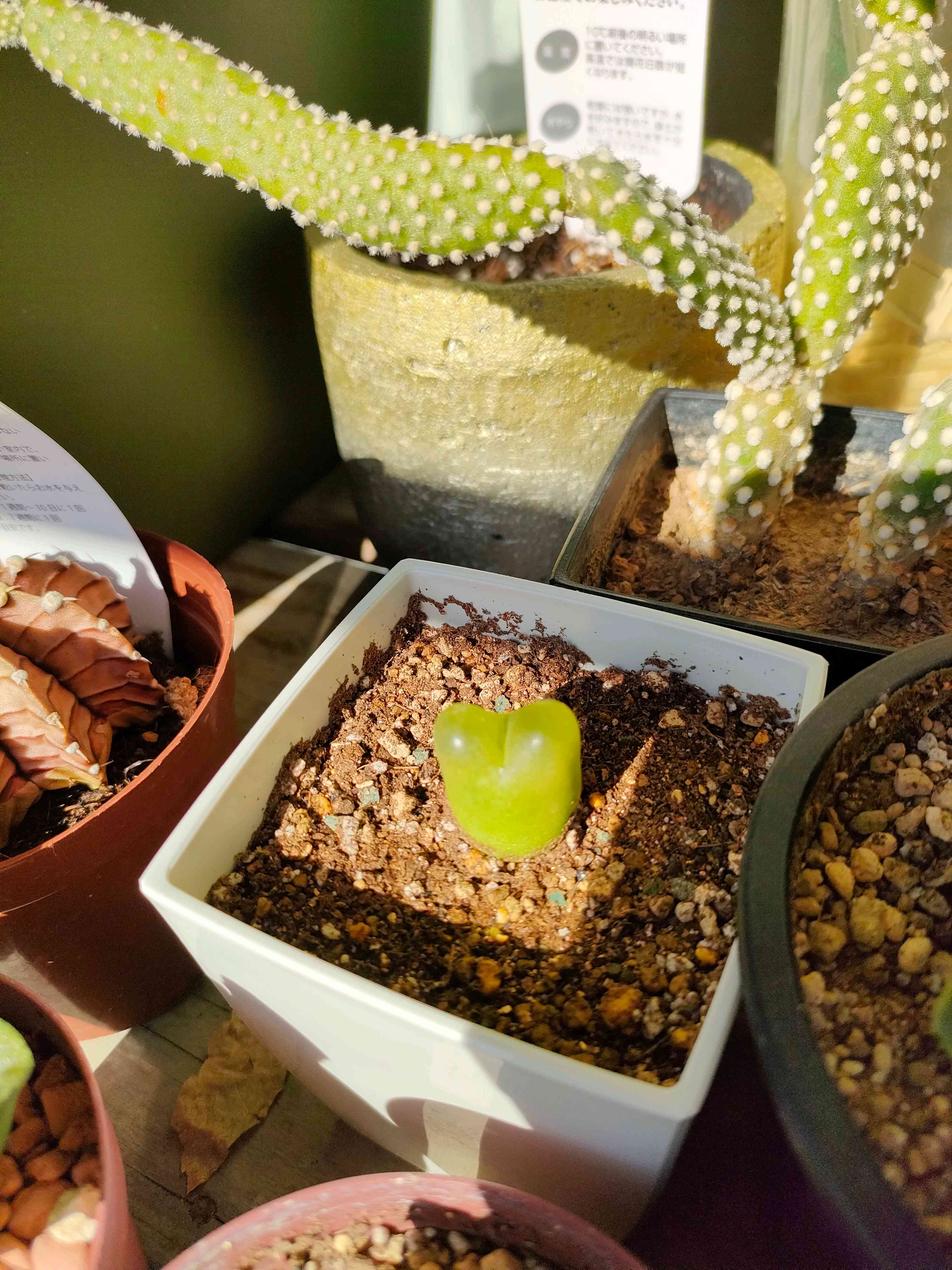 コノフィツム ビロブム×マウガニー 特選 コノフィツム マウガニー｜🍀GreenSnap（グリーンスナップ）