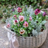 カレープラント,花苗うえたオリジナルビオラ,ビオラ マーブル,寄せ植え,花のある暮らしの画像