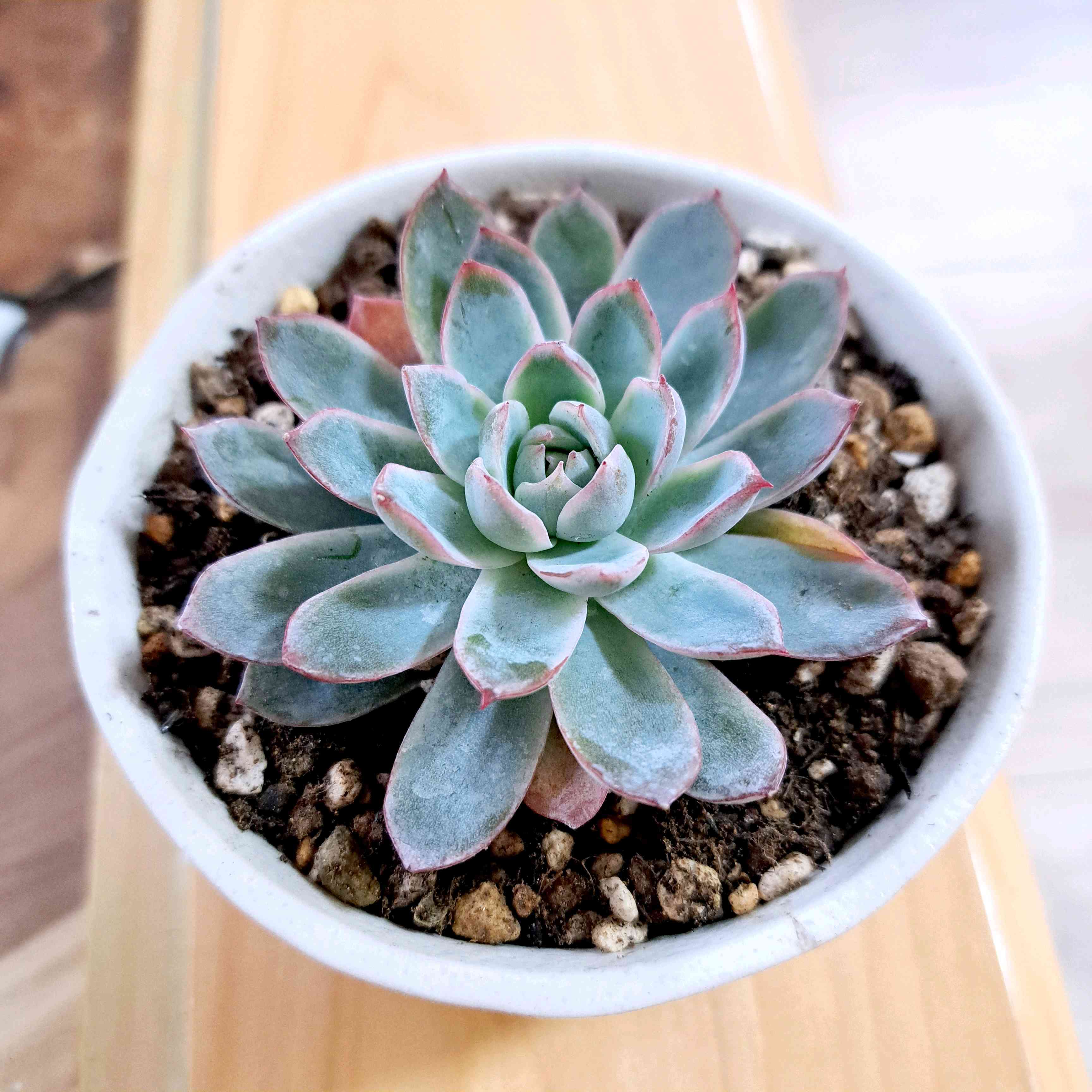 1702342282859_263081_plantCame