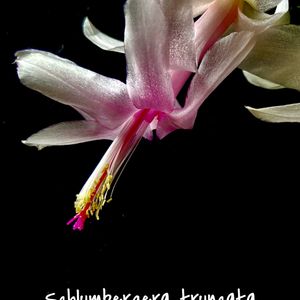 Schlumbergera truncata,シュルンベルゲラ・トルンカタ,天使の舞,グリーンファーム,グリーンファームあい菜フローラ店の画像