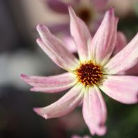 コレオプシス,コレオプシス ブルームセイション カメレオン,鉢植え,癒される,花のある暮らしの画像