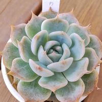 エケベリア ピカチュウ,多肉植物,かわいい,多肉大好き,カット苗の画像