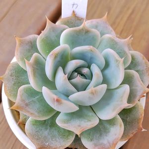 エケベリア ピカチュウ,多肉植物,かわいい,多肉大好き,カット苗の画像