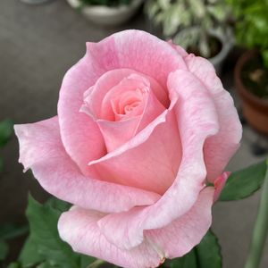 ブライダルピンク,鉢植え,ガーデニング,ピンクの花,バラ 鉢植えの画像