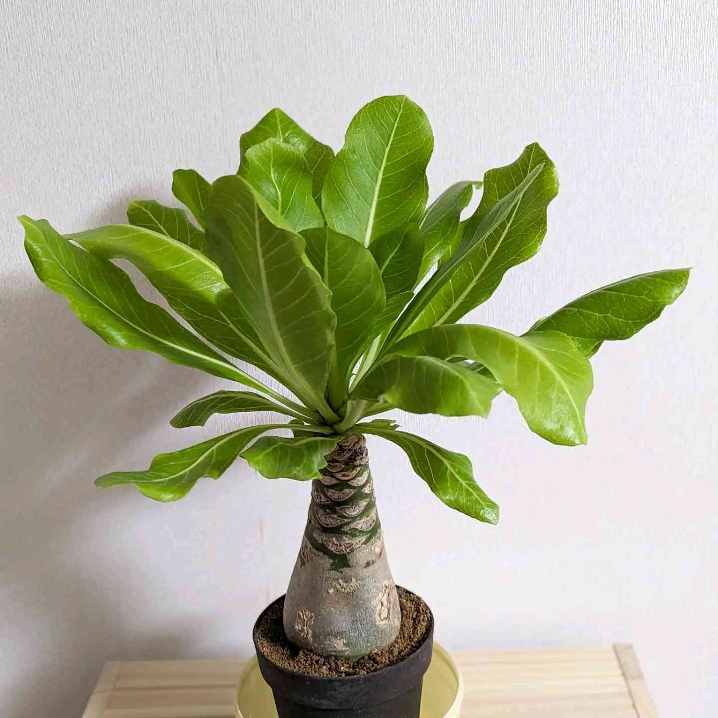 ブリガミア インシグニスの一覧｜🍀GreenSnap（グリーンスナップ）