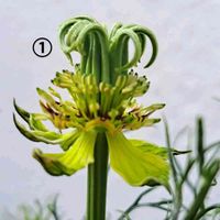 ニゲラ,オルレア,オルレヤ,ワイルドストロベリー　白実,種蒔きからAの画像