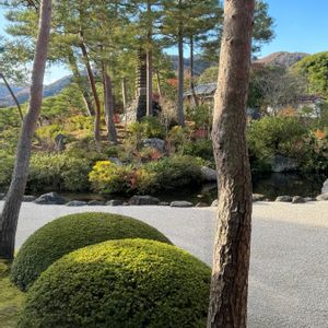 マツ,赤松（あかまつ）,日本庭園,今日のお花,足立美術館日本庭園の画像