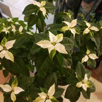 プリンセチア,プリンセチア,植物のある暮らし,冬越し,ポインセチア 短日処理の画像